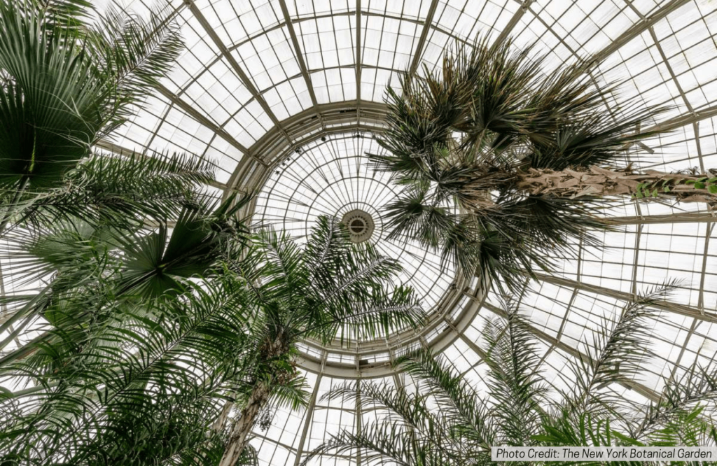 NYBG Conservatory Palm Dome Ceiling